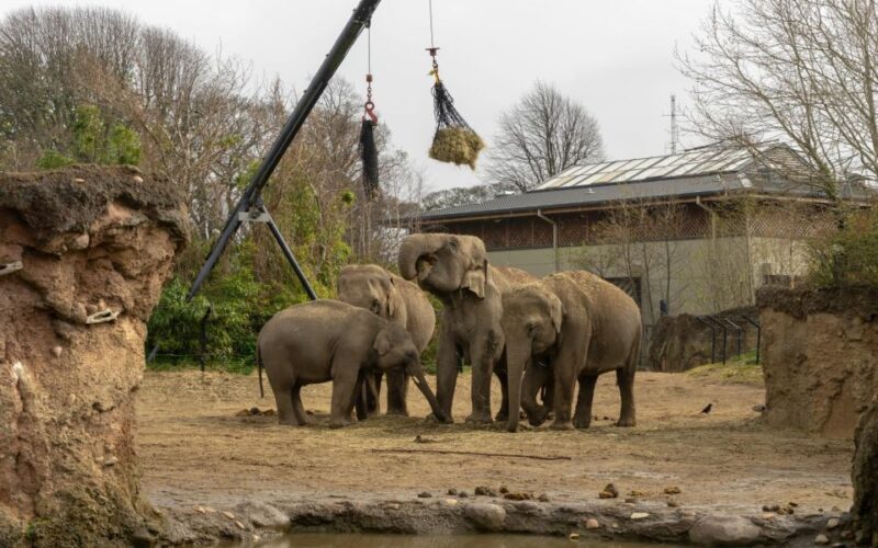 Dublin Zoo Skip-the-line Tickets and Private Transfers - Accessibility Features