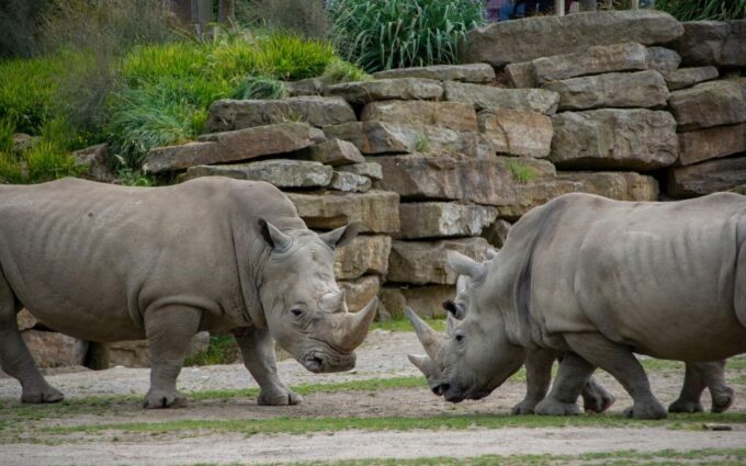 Dublin Zoo Skip-the-line Tickets and Private Transfers - Important Travel Information