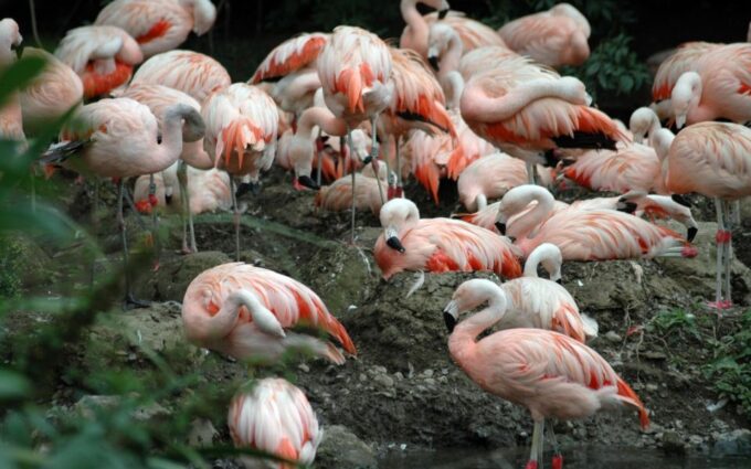 Dublin Zoo Skip-the-line Tickets and Private Transfers - Customer Experience and Recommendations