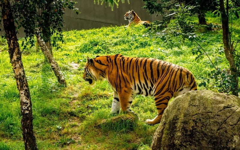 Dublin Zoo: Skip-the-Line Tickets with Private Transfers - Frequently Asked Questions