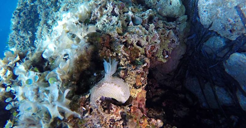 Dubrovnik: 1-Day Discover Scuba Diving Course - Key Points