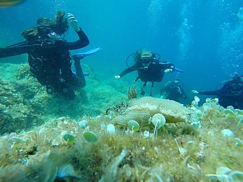 Dubrovnik: 1-Day Discover Scuba Diving Course - A Deep Dive into the Experience