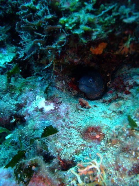 Dubrovnik: 1-Day Diving Package - Key Points  