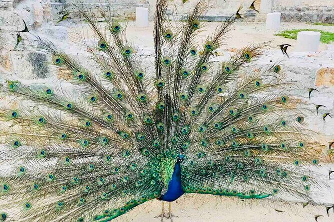 Dubrovnik Boat Tour: Lokrum Island, Betina Cave & St.Jacobs Beach - An In-Depth Look at the Dubrovnik Coastal Experience