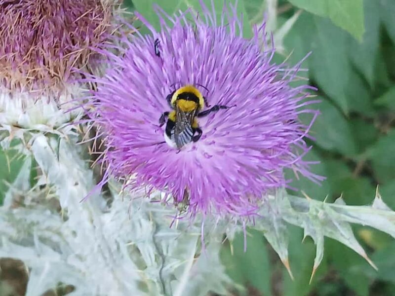 Dubrovnik: Dawn Nature Walk with Historical Twist - The Experience in Detail