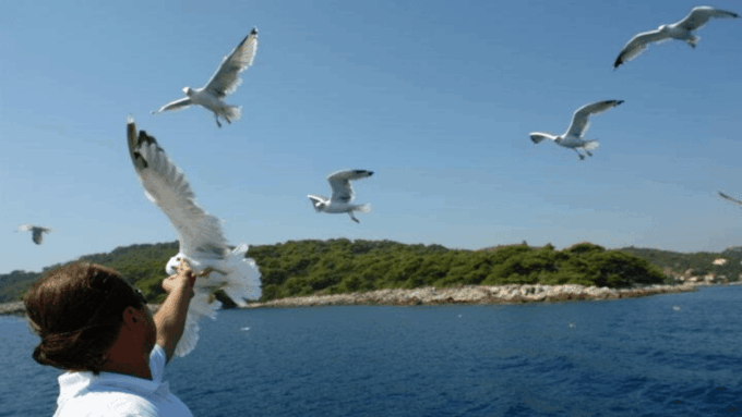 Dubrovnik: Elaphiti Islands Boat Cruise With Lunch & Drinks - Onboard Dining and Refreshments