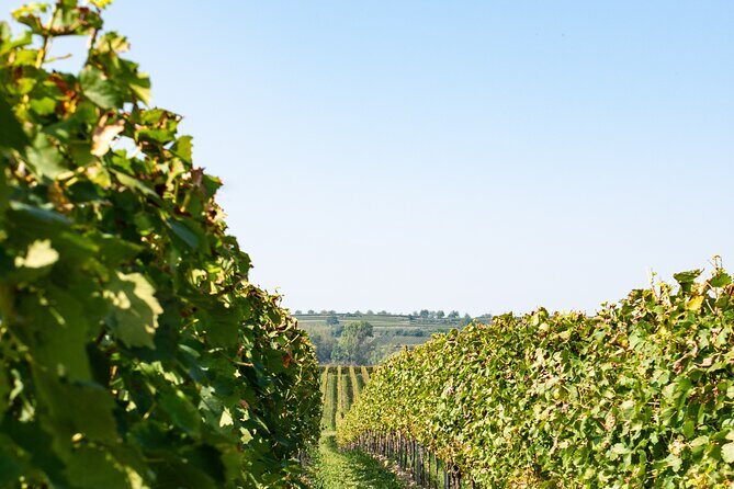 Dubrovnik Private Walking Tour and Wine - The Experience from a Traveler’s Perspective