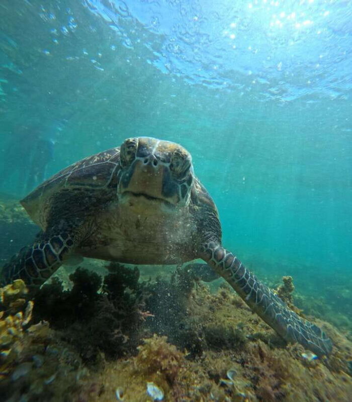 Dumaguete Apo Island Snorkel with turtle Tour - Authentic Experiences and Support for Local Communities
