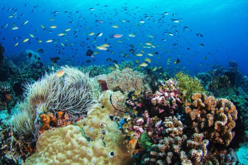 Dumaguete Apo Island With Turtle Snorkeling - Tips and Recommendations
