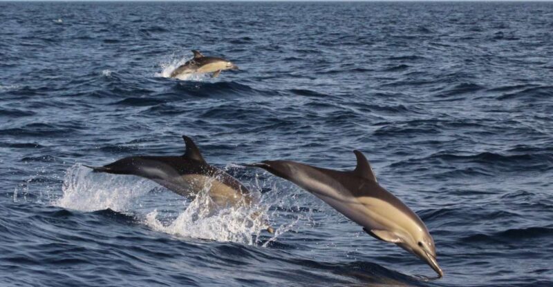 Dumaguete: Dolphin Watching & Manjuyod Sandbar Private Tour - Dolphin Watching Experience