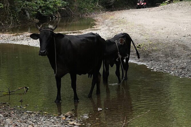 Dune Buggy Adventure in Puerto Plata  Mud, Rivers & Jungle Fun - Additional Details and Practical Tips