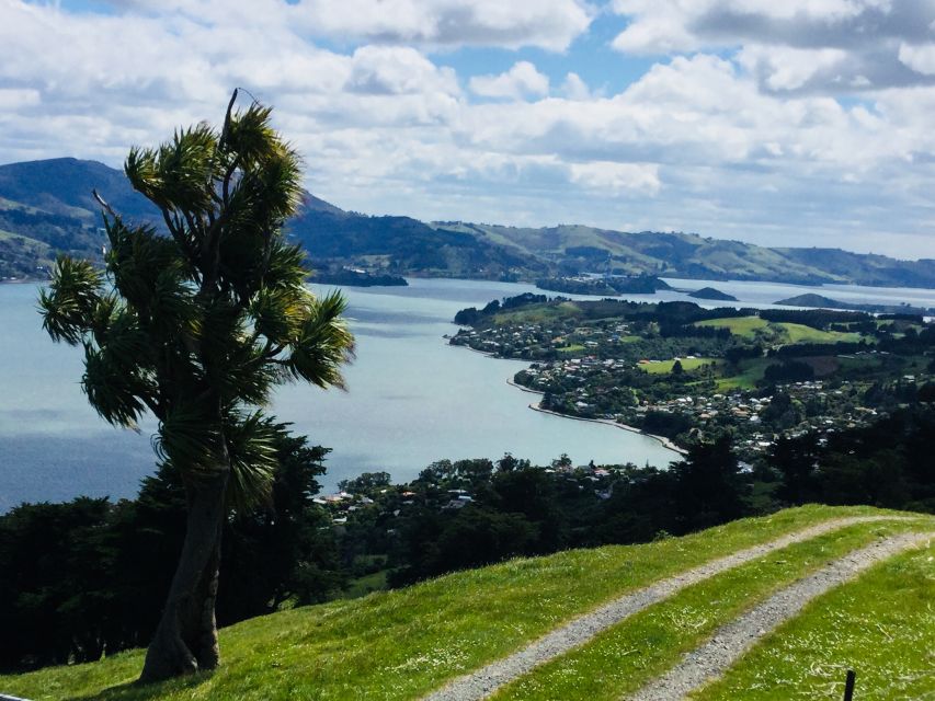 Dunedin: City Highlights and Otago Peninsula Scenery - Visitor Experience