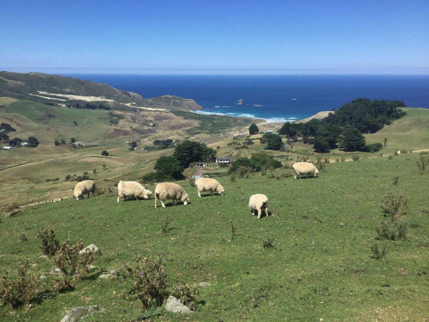 Dunedin: City Highlights and Otago Peninsula Scenery - Highlights