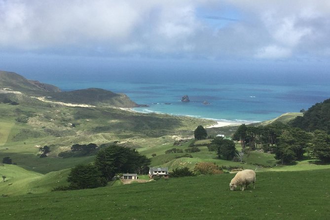 Dunedin City Highlights, Otago Peninsula Scenery & a Guided Penguin Reserve Tour - Scenic Attractions in Dunedin