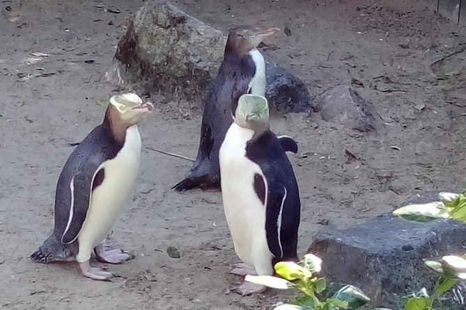 Dunedin City Highlights, Otago Peninsula Scenery & a Guided Penguin Reserve Tour - Penguin Reserve Experience