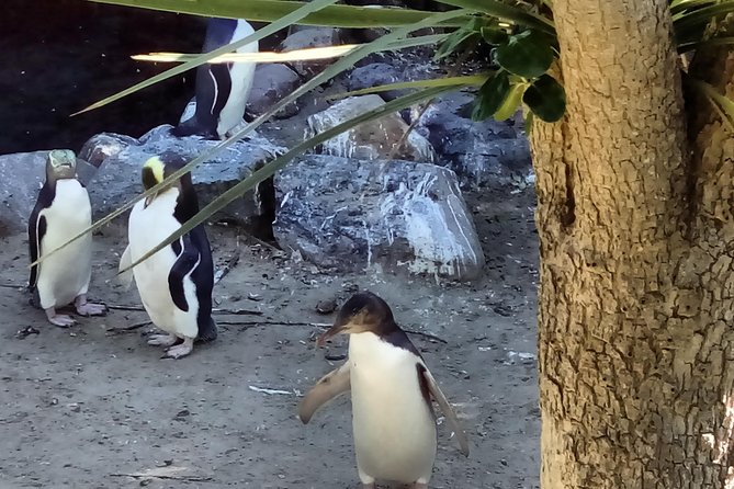 Dunedin City Highlights, Otago Peninsula Scenery & a Guided Penguin Reserve Tour - Customer Feedback and Reviews