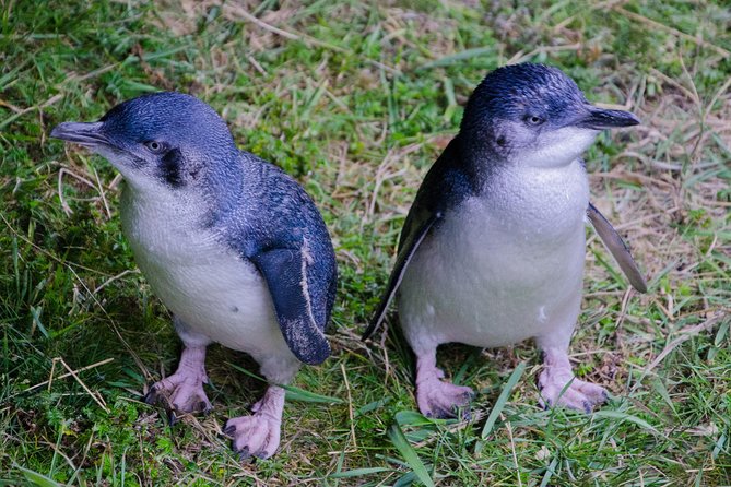 Dunedin City Highlights, Otago Peninsula Scenery & a Guided Penguin Reserve Tour - Wildlife Conservation Efforts