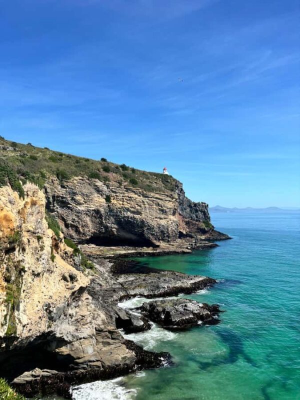 Dunedin City & Otago Peninsula Scenery Day Tour - A Deep Dive into the Itinerary and Highlights