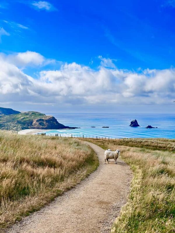 Dunedin City & Otago Peninsula Scenery Day Tour - Who Should Consider This Tour?
