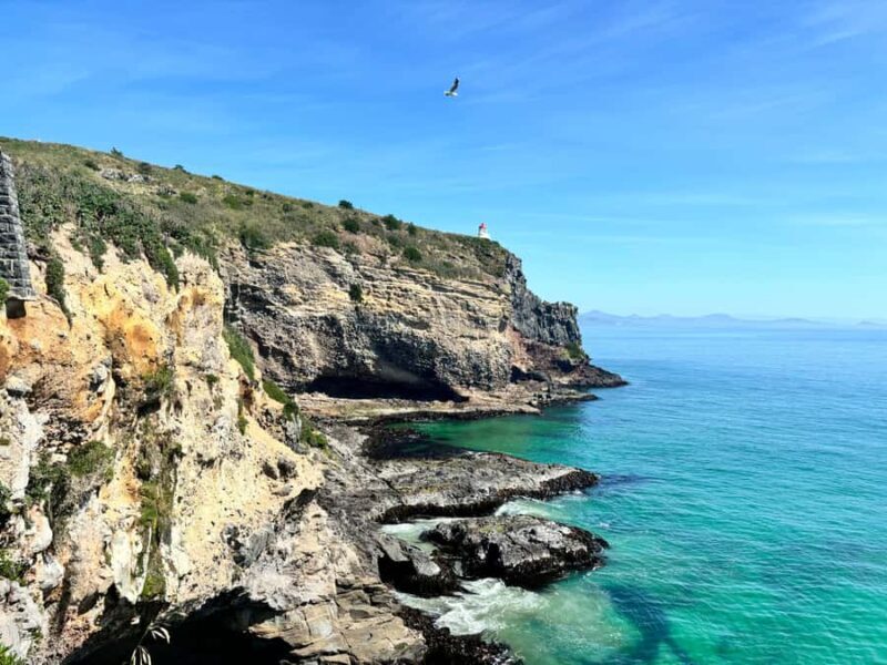 Dunedin City & Otago Peninsula Scenery Day Tour - FAQs