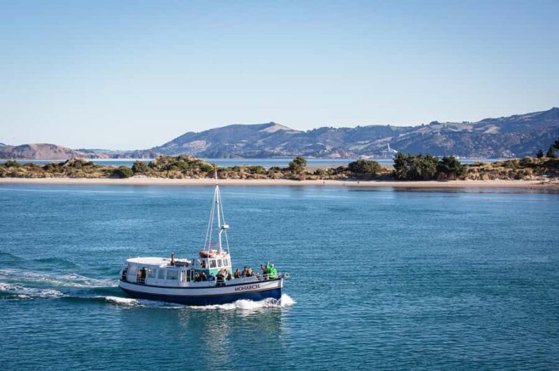 Dunedin: Monarch - One Hour Wildlife Cruise - Key Points