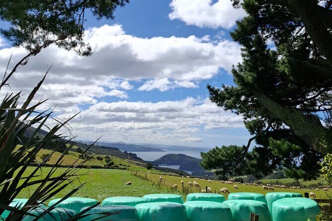 Dunedin & North Otago Scenic & Wildlife Tour - Practical Details and Tips