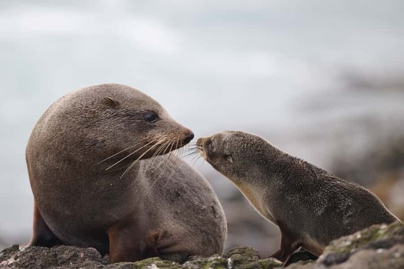 Dunedin: Otago Peninsula Clearwater Wildlife Tour - Key Points