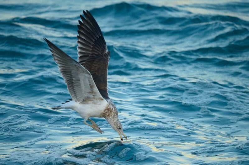 Dunedin: Otago Peninsula Clearwater Wildlife Tour - Final Words