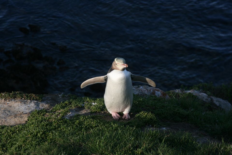 Dunedin: Otago Peninsula With Guided Penguin Tour - Pricing and Inclusions