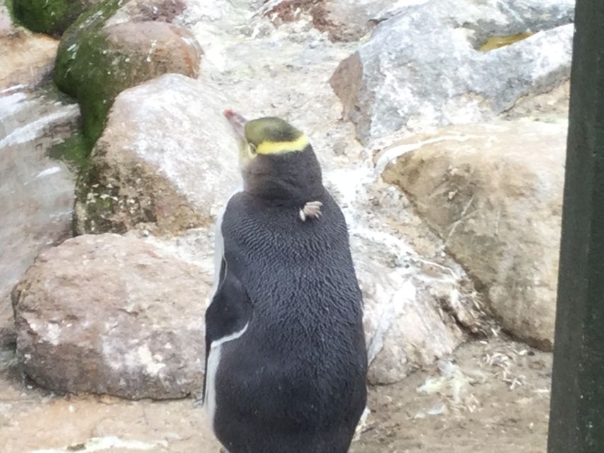Dunedin: Otago Peninsula With Guided Penguin Tour - Tour Logistics