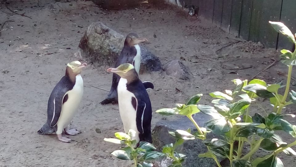 Dunedin: Otago Peninsula With Guided Penguin Tour - Frequently Asked Questions