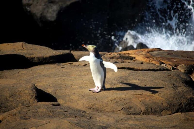 Dunedin to Te Anau via The Catlins & Invercargill 1 Way Tour - A Practical Guide to the Dunedin to Te Anau Tour