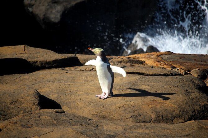 Dunedin to Te Anau via the Catlins One Way Small Group Tour - A Detailed Look at the Dunedin to Te Anau via the Catlins Tour