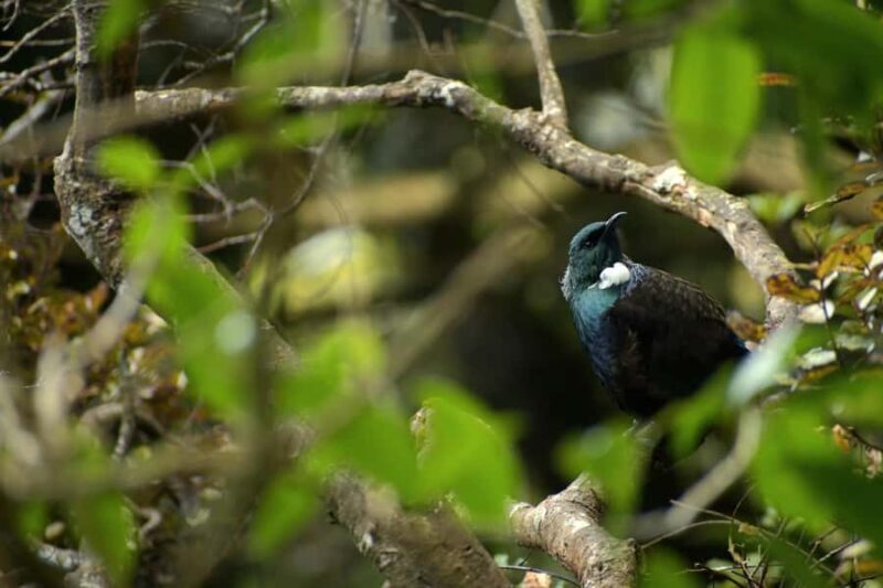 Dunedin: Wildlife and Penguin Tour - Key Points