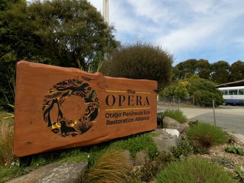 Dunedin: Wildlife and Penguin Tour - An In-Depth Look at the Dunedin Wildlife & Penguin Tour