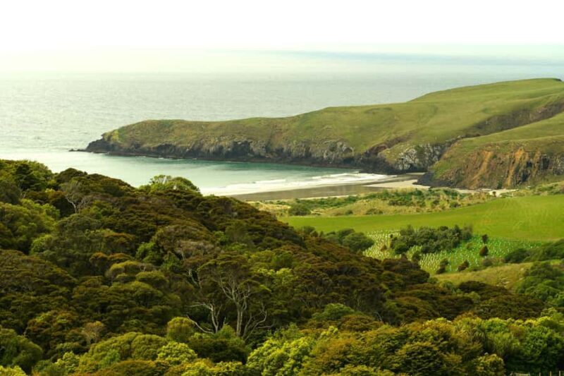 Dunedin: Wildlife and Penguin Tour - The Wildlife: What You’re Likely to See