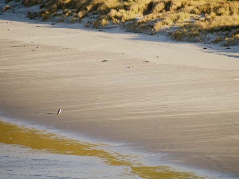 Dunedin: Wildlife and Penguin Tour - Practical Tips for Visitors