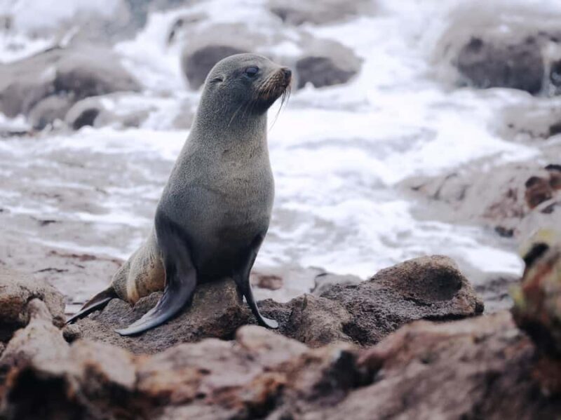 Dunedin: Wildlife and Penguin Tour - Who Will Love This Tour?
