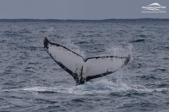 Dunsborough Eco and Snorkel Boat Tour - Who Should Take This Tour?