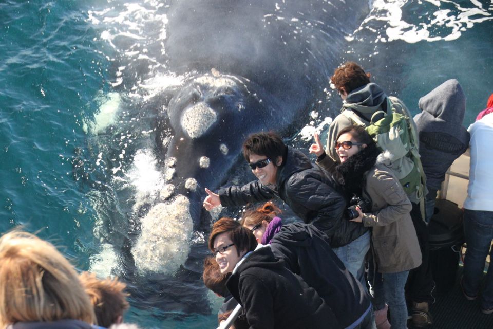 Dunsborough: Whale Watching Tour - Tour Experience