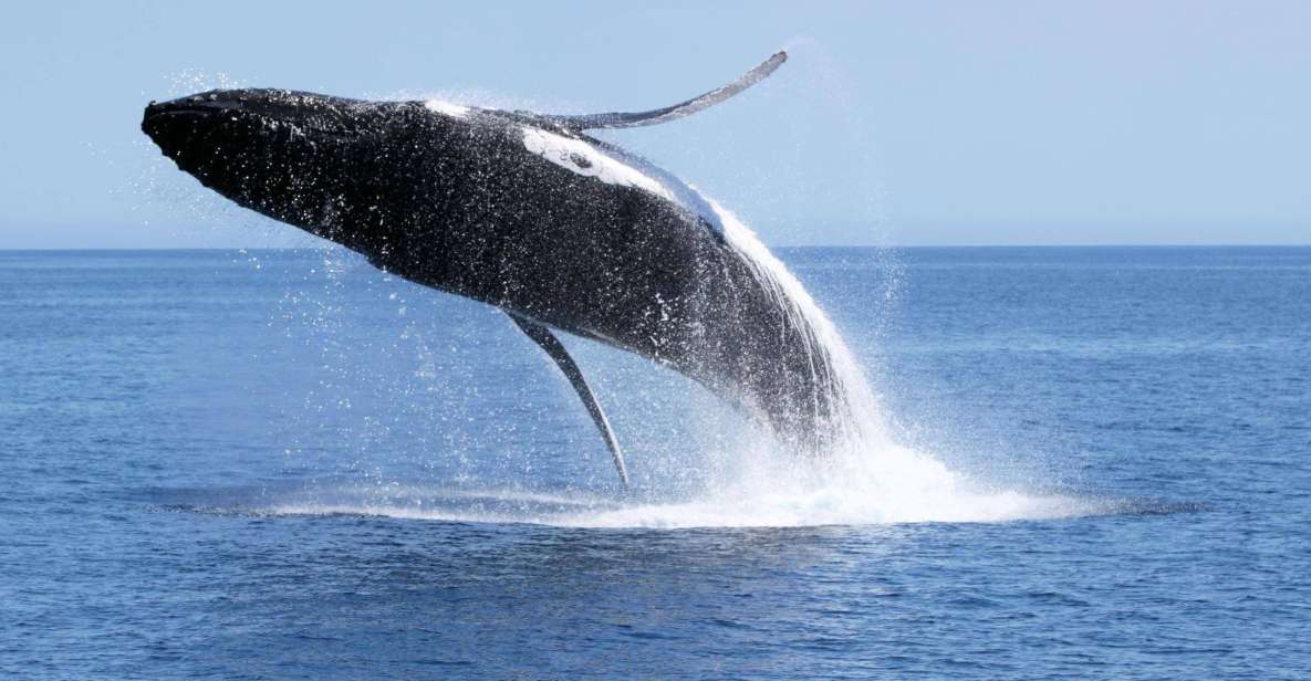Dunsborough: Whale Watching Tour - Customer Reviews