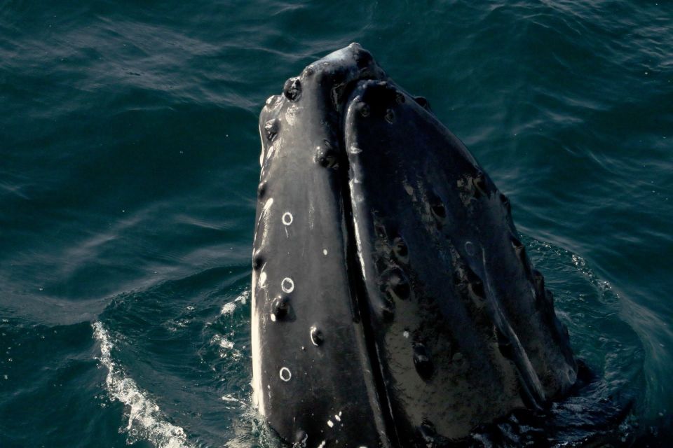 Dunsborough: Whale Watching Tour - Important Information