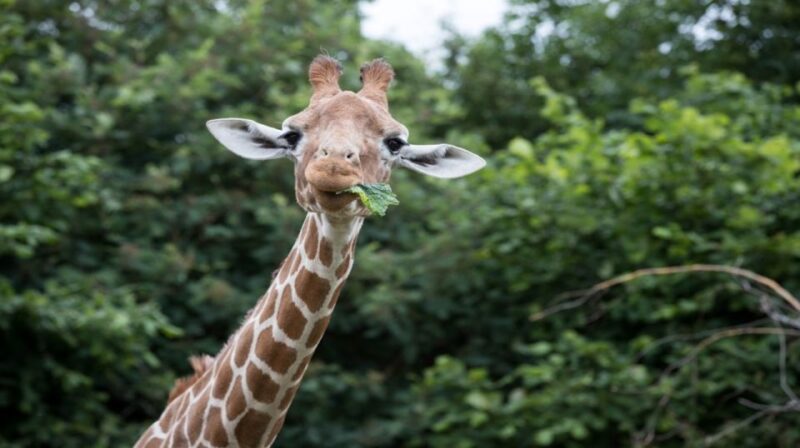 Dunstable: Whipsnade Zoo Full-Day Entrance Ticket - Good To Know