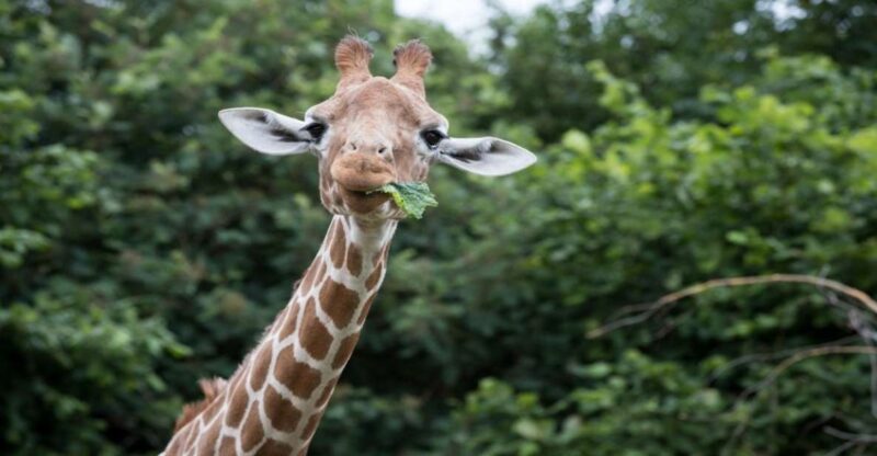 Dunstable: Whipsnade Zoo Full-Day Entrance Ticket - Highlights of the Zoo