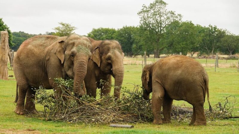 Dunstable: Whipsnade Zoo Full-Day Entrance Ticket - Visitor Guidelines and Policies
