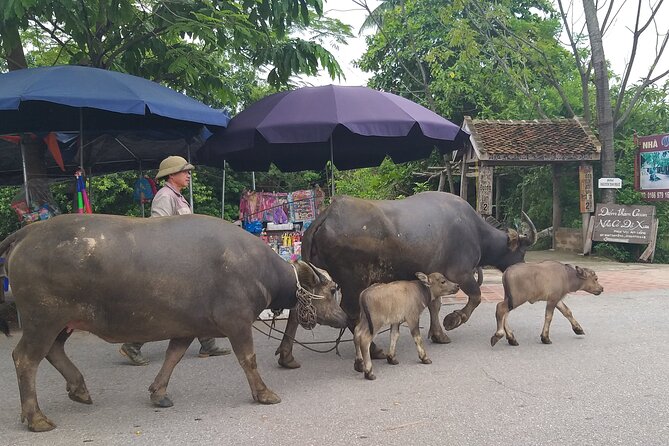 Duong Lam Ancient Village - Thay Pagoda - Van Phuc Silk - Booking Information