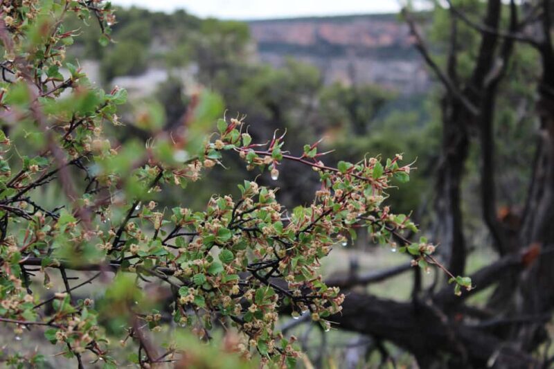 Durango: Mesa Verde National Park, Cliff Palace Tour w/Lunch - Who Should Book This Tour?