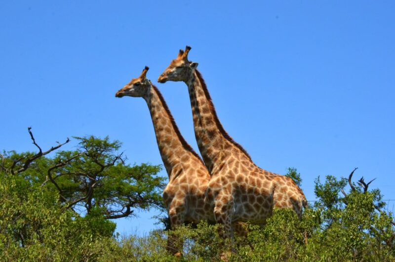 Durban: Hluhluwe Imfolozi Safari & Isimangaliso Tour - Exploring Isimangaliso Wetlands Park
