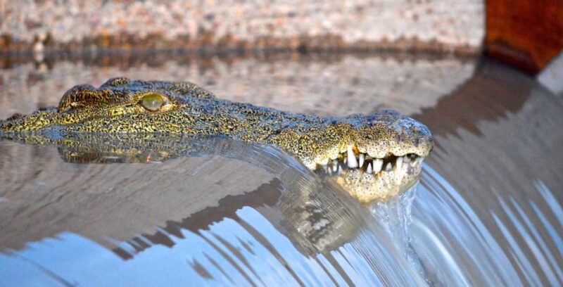 Durban: Hluhluwe Imfolozi Safari & Isimangaliso Tour - Hluhluwe-Imfolozi Game Reserve Adventure