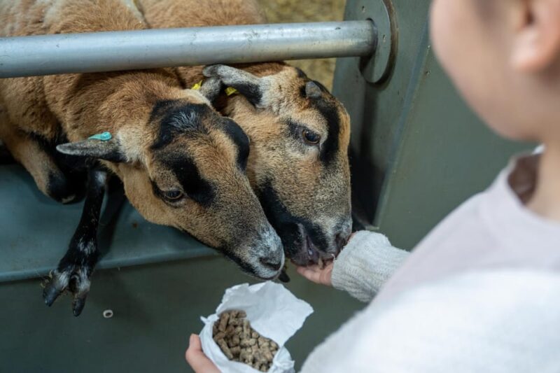 Durham: Adventure Valley & Summertime Fun - Interacting With Farm Animals